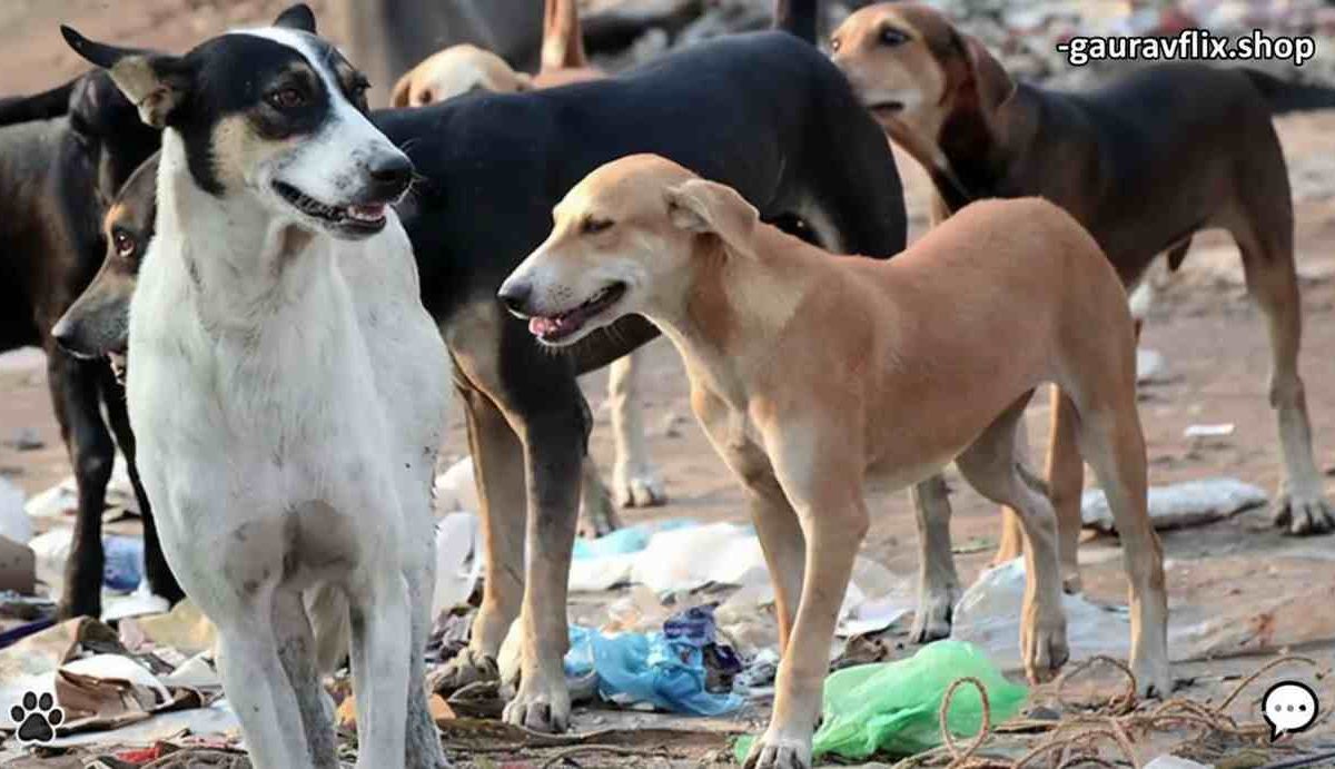 Supreme Court order on stray dogs