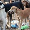 Supreme Court order on stray dogs