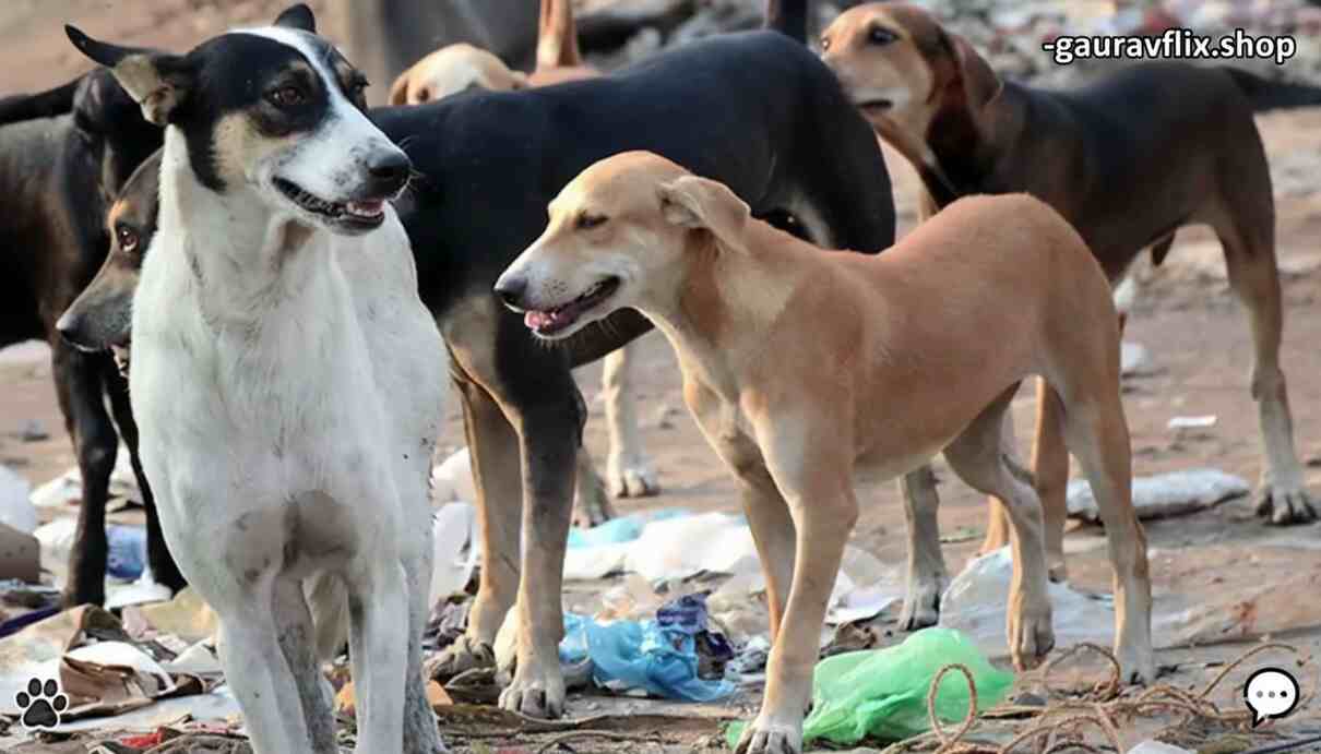 Supreme Court order on stray dogs